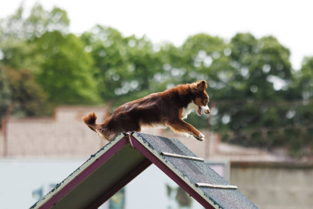 istock Border Collie obediens agility performance for competitions. Agility. 2088956174