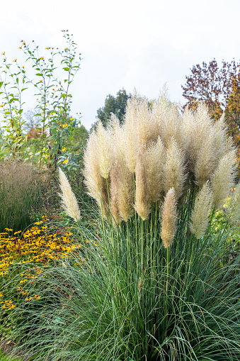 Pampas grass with yellow Rudbeckia flowers in the background