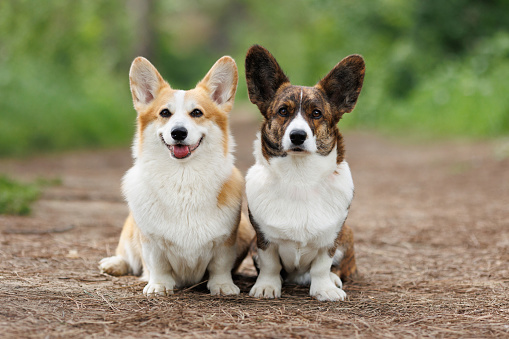 Portrait of two Welsh Corgi dogs of the Pembroke breed in nature