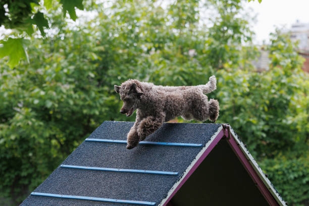 Poodle runs in agility Park at competitions, dog show.
