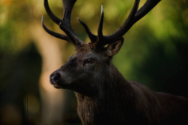 istock Red Deer Stag in Shadowy Wood 2088978865