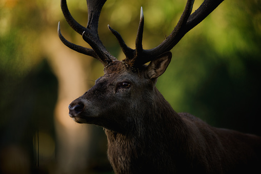 A head and shoulders portrait of a large male red deer stag standing in a darkened wooded area in this facially detailed image.