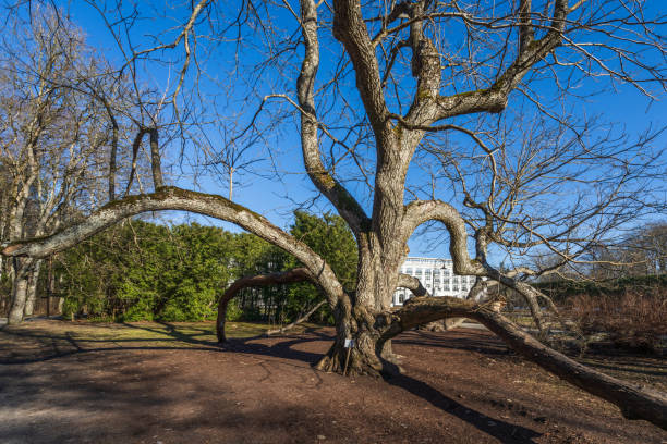 A serene park displays golden sunlight casting soft shadows through weeping willow trees onto a lush grassy field, offering a peaceful and scenic outdoor experience.