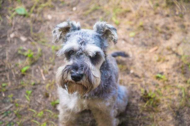 Close up for salt and pepper terrier