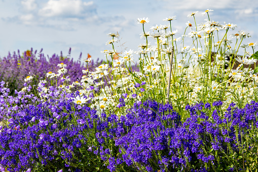 Flower meadow with Grand Honorary Prize (Veronica teucrium) and daisies (Leucanthemum maximum)