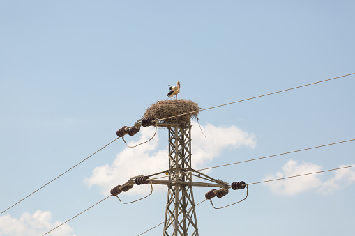 A white stork's nest on a power line