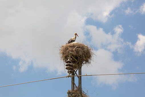 A white stork's nest on a power line