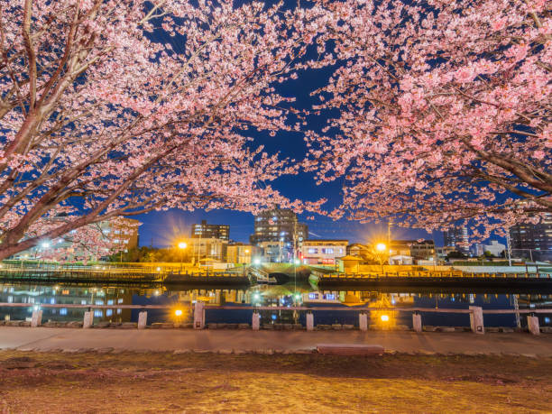 Cherry branch with flowers in full bloom at night, A beautiful Japanese tree with cherry blossoms, Sakura, Cherry blossom viewing party with pink lantern for hanami