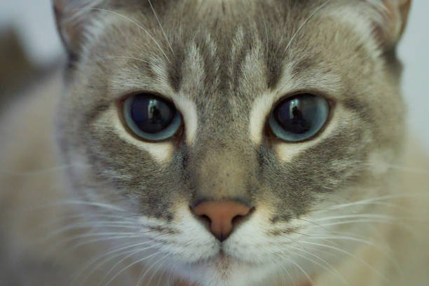 istock A cat with blue eyes is staring at the camera 2089047902