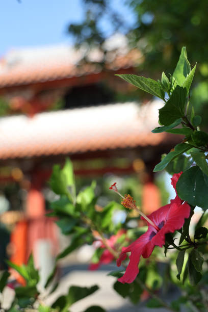 Red hibiscus flowers and Shureimon gate