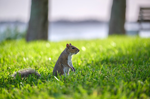 Curious beautiful wild gray squirrel looking up on green grass in summer town park.