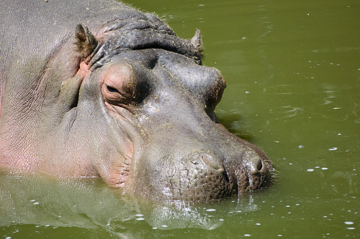 “Tranquil Waters: Hippopotamus Haven” presents a serene close-up of a hippopotamus partially submerged in a peaceful waterway. The image highlights the animal’s textured, greyish-brown skin and its relaxed state in its natural aquatic environment. Ideal for wildlife enthusiasts, this photograph can enhance educational content, nature documentaries, and thematic art collections.