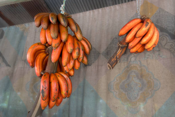 Red Bananas at a Fruit Stand in Sri Lanka. A fruit stand in Sri Lanka featuring two bunches of red bananas, a common sight in local markets.