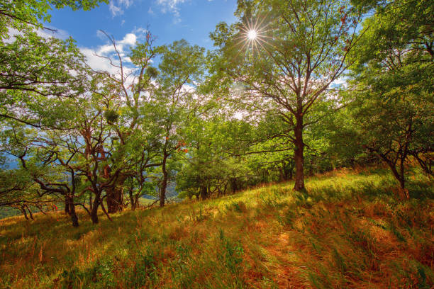 Forest - Europe, Romania, Suceava region, Marginea