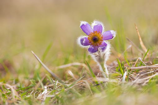 Beautiful purple spring flower in the meadow - Pulsatilla grandis.