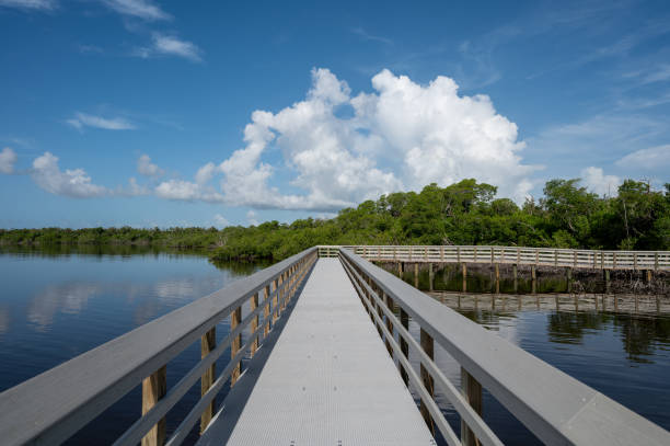istock West Lake boardwalk in Everglades National Park under sunny summer cloudscape. 2089089313