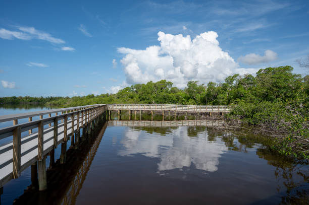 istock West Lake boardwalk in Everglades National Park under sunny summer cloudscape. 2089089730