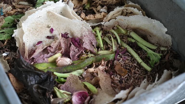 Maggot decomposes organic waste