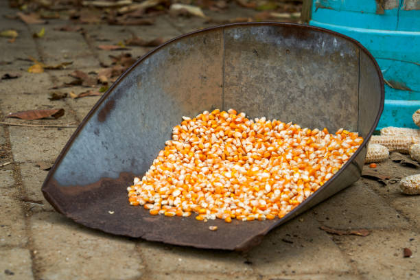 Popcorn and grains of corn - corn kernels