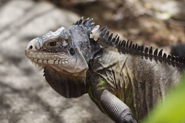 istock Iguana from the west indies 2089096152