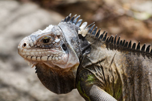 istock Iguana from the west indies 2089096153