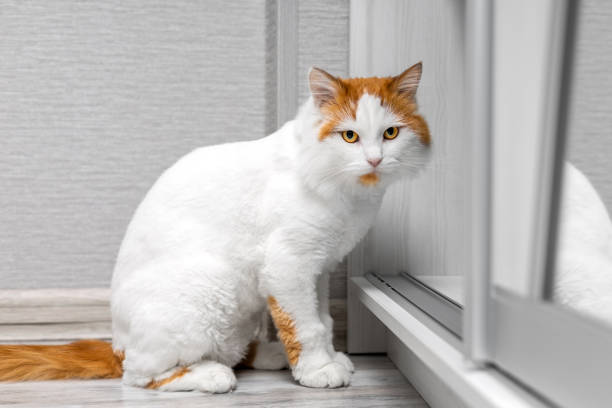 istock curious cat looks into an open closet. 2089104397