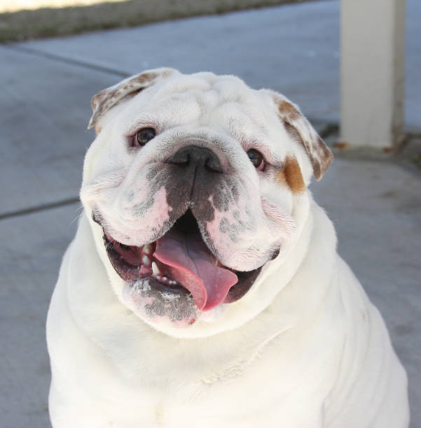 Big, happy, smiling close up photo of a white bulldog