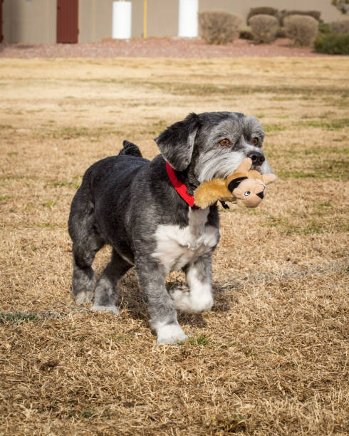 istock Mixed breed dog playing with a toy 2089104923