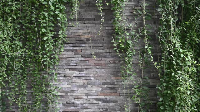 Green plants on the fence wall