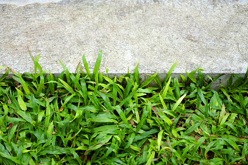 Cement ground and concrete floor decorated with grass field in tropical garden