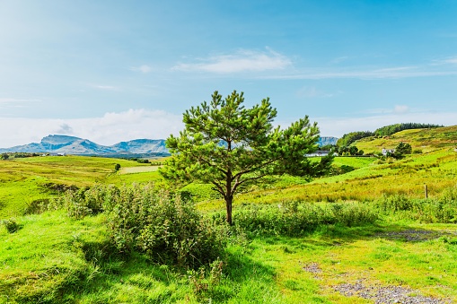 Summer Landscape in Scotland, UK