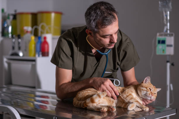 istock Handsome male veterinarian medically examines cat 2089139565
