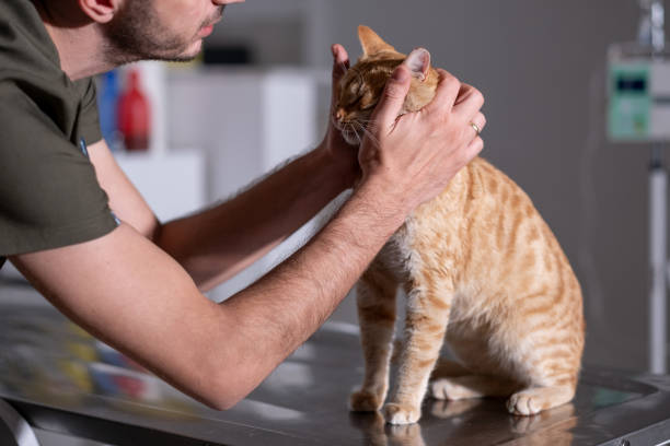 istock Handsome male veterinarian medically examines cat 2089140081