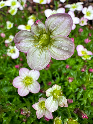 Garden spring flower