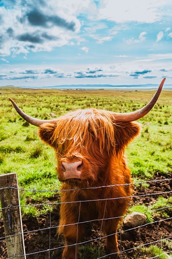 Furry highland cow in Isle of Skye, Scotland