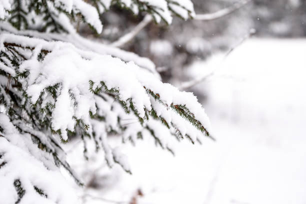 istock Snow covered evergreen trees in the forest 2089150347