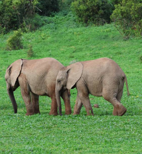 istock Rare Twin African Baby Elephants 2089155514
