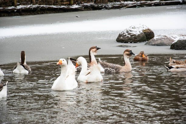 Mallard ducks on the poultry farm.