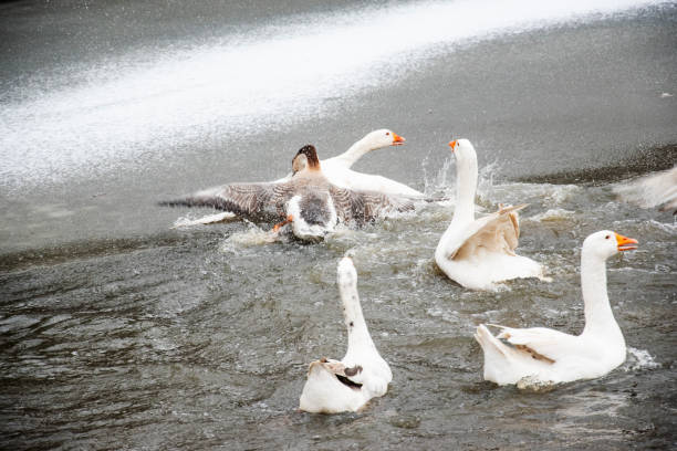A pair of Canada Geese taking off in flight from lake Coeur D Alene, Idaho, USA, North America.