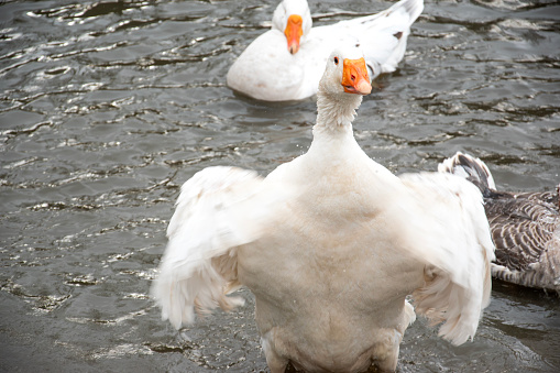 Mallard ducks on the poultry farm.