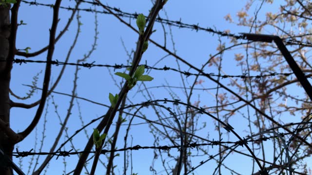 Dry branches of trees from inside the high barbed wire fence all around. Protect the area with razor wire. Close-up view of iron barbed wire against the blue sky.