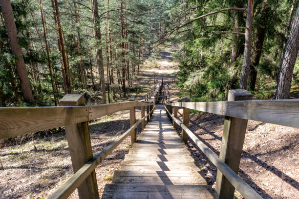 A wooden staircase with a handrail on a small hill path