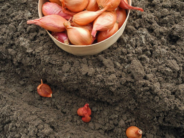 istock Planting small onion bulbs for seedlings in soil furrow 2089199824