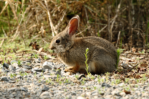 A rabbit with grayish brown fur