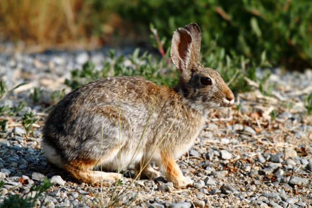 Wild Rabbit Iowa 840+ American Wild Rabbit 1 Stock Photos, Pictures & Royalty-Free ...