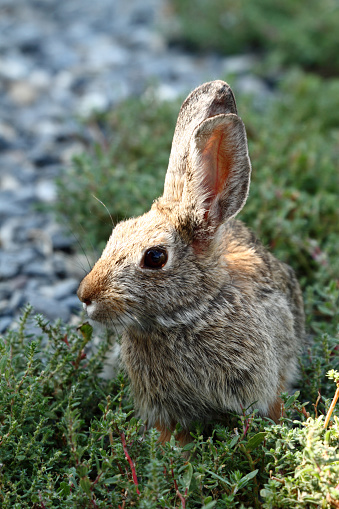 Cottontail Rabbit in East Central Idaho.