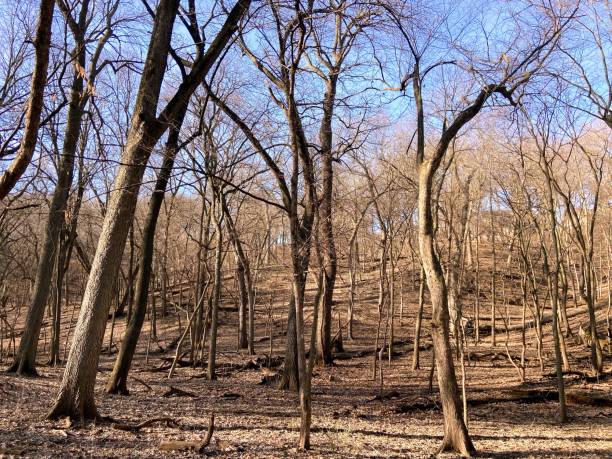 istock Fontenelle Forest in Bellevue, Nebraska 2089200881