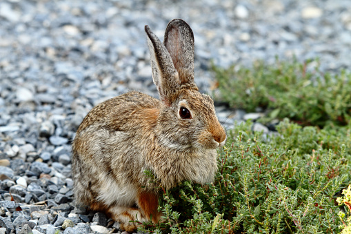 Cottontail Rabbit in East Central Idaho.