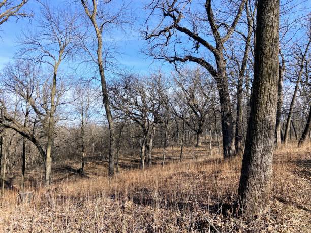 istock Fontenelle Forest in Bellevue, Nebraska 2089201935