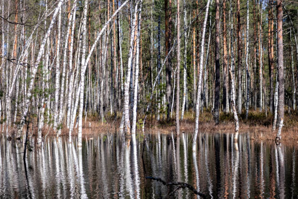 Birch trees in spring in Teicu bog in Latgale, Latvia.